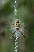 tijgerspin (argiope bruennichi)